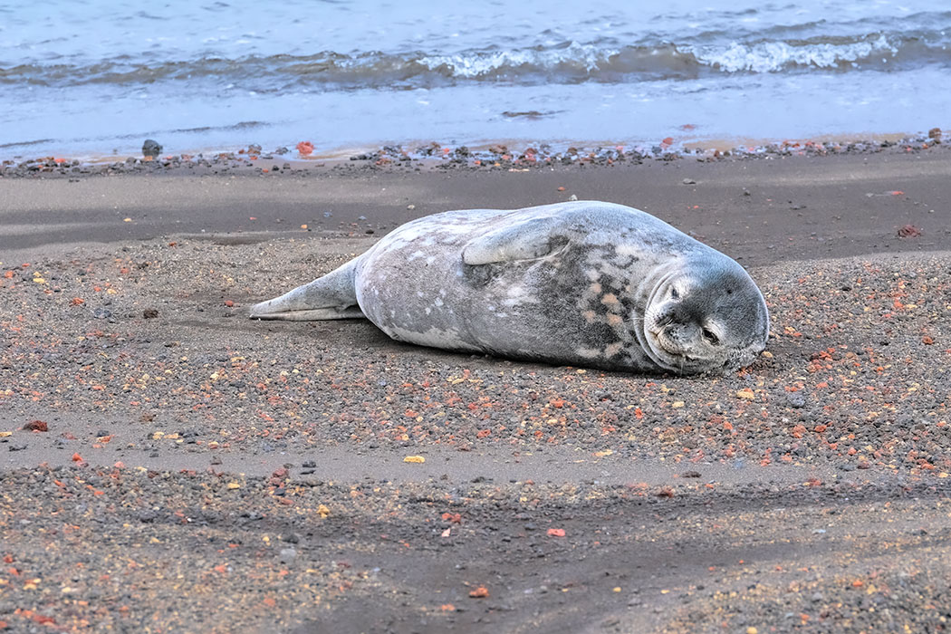 There are several species of seals in Antarctica, but the Weddell seal is without a doubt the cutest