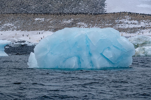 Iceberg floats by Paulet Island, with huge colony of Adelie Penguins in the background