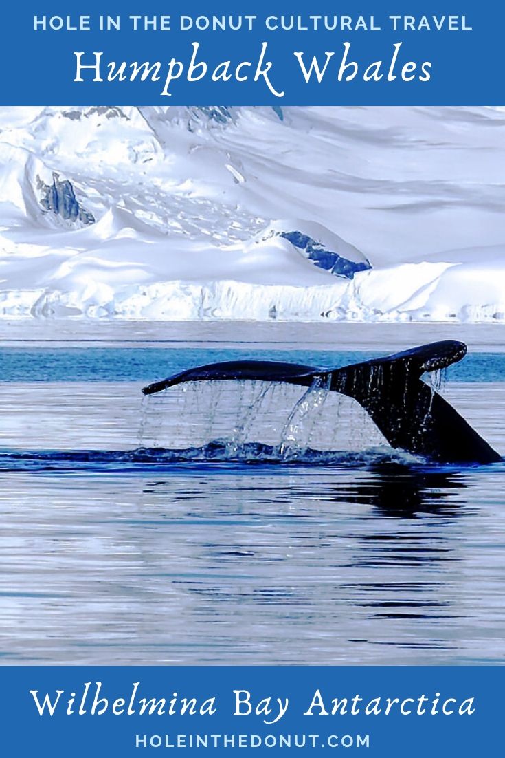 PHOTO: Humpback Whale Tail in Wilhelmina Bay, Antarctica