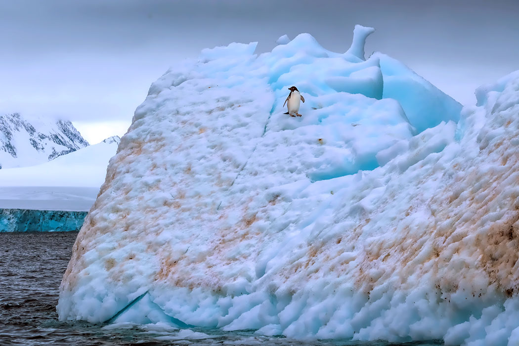 Adelie Penguin on an iceberg at Brown Bluff in Antarctica