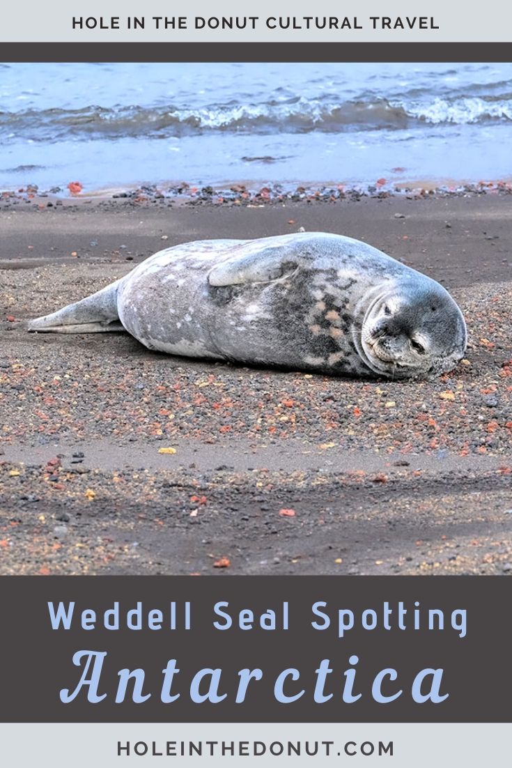 PHOTO: Weddell Seals are the Cutest of all the Seals in Antarctica