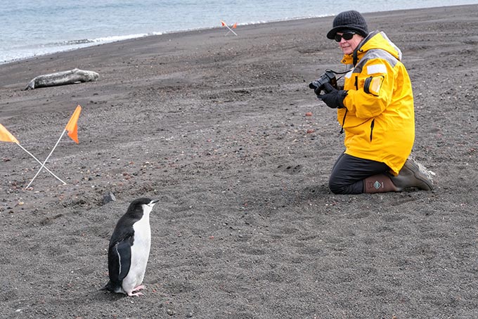 Lone Chinstrap Penguin comes out of the sea at Whaler's Bay on Deception Island