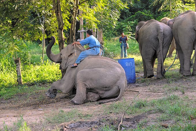 Mahout at Elephant Conservation Center in Lampang demonstrates how he rides elephants bareback and gives commands to sit down and get up
