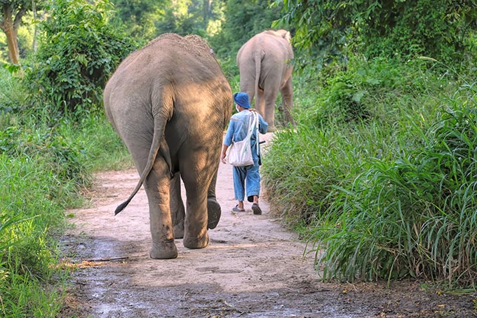 After a watering down, mahouts and their elephants wander off into the jungle at the Elephant Conservation Center in Lampang, Thailand.