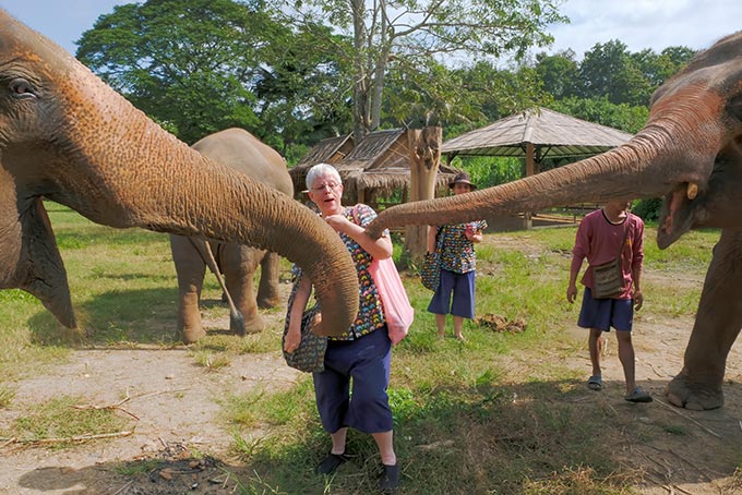 Uh oh! They're tired of waiting. Sugar cane attack!