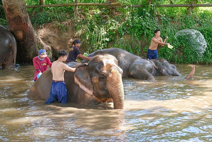 The elephants at Kanta Sanctuary really seemed to enjoy being scrubbed down