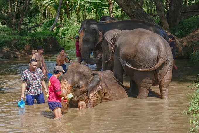 Bathing the elephants at Kanta Elephant Sanctuary seemed a perfectly appropriate activity to me. Kanta does not allow guests to ride elephants.