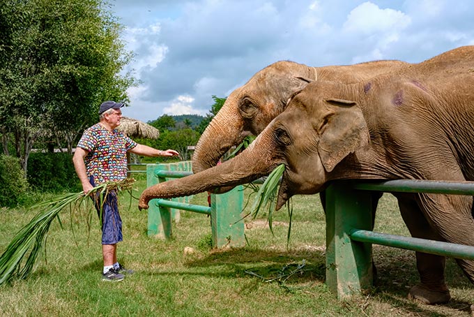 Feeding bamboo shoots to the elephants at Kanta Elephant Sanctuary