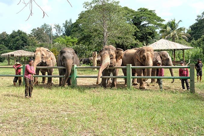 The herd at Kanta Elephant Sanctuary in Mae Taeng, Thailand, eagerly lines up in anticipation of being fed by our group