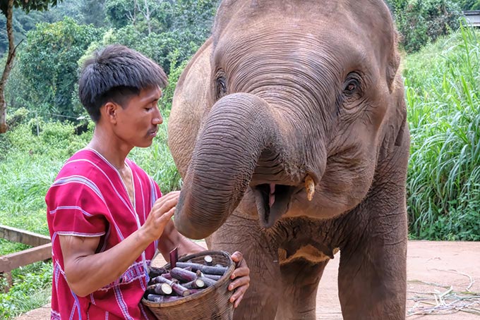 Mahout feeds treats to his elephant while the vet checks her feet for cracks or sores
