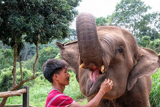 Mahout checks the tusks and tongue of his elephant