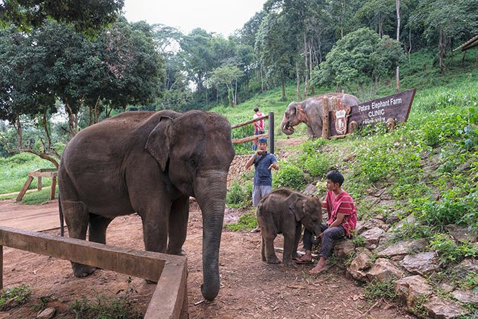 Mama elephant with baby at Patara Elephant Farm