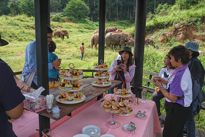 Viewing the elephant herd from a raised pavilion at Patara Elephant Farm