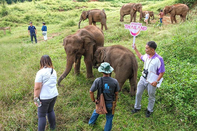 Interacting with the herd in the jungle at Patara Elephant Farm in northern Thailand