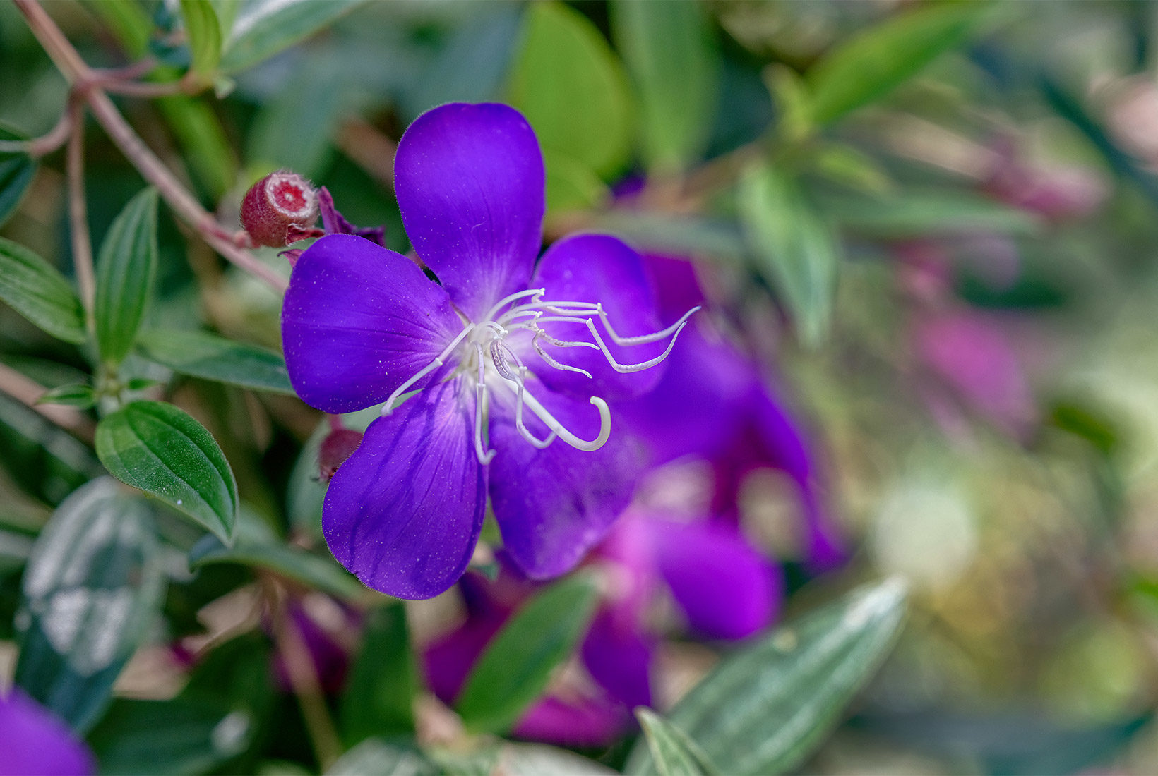 Royal purple flowers at Princess Sirindhorn Palace in Doi Inthanon National Park, Thailand