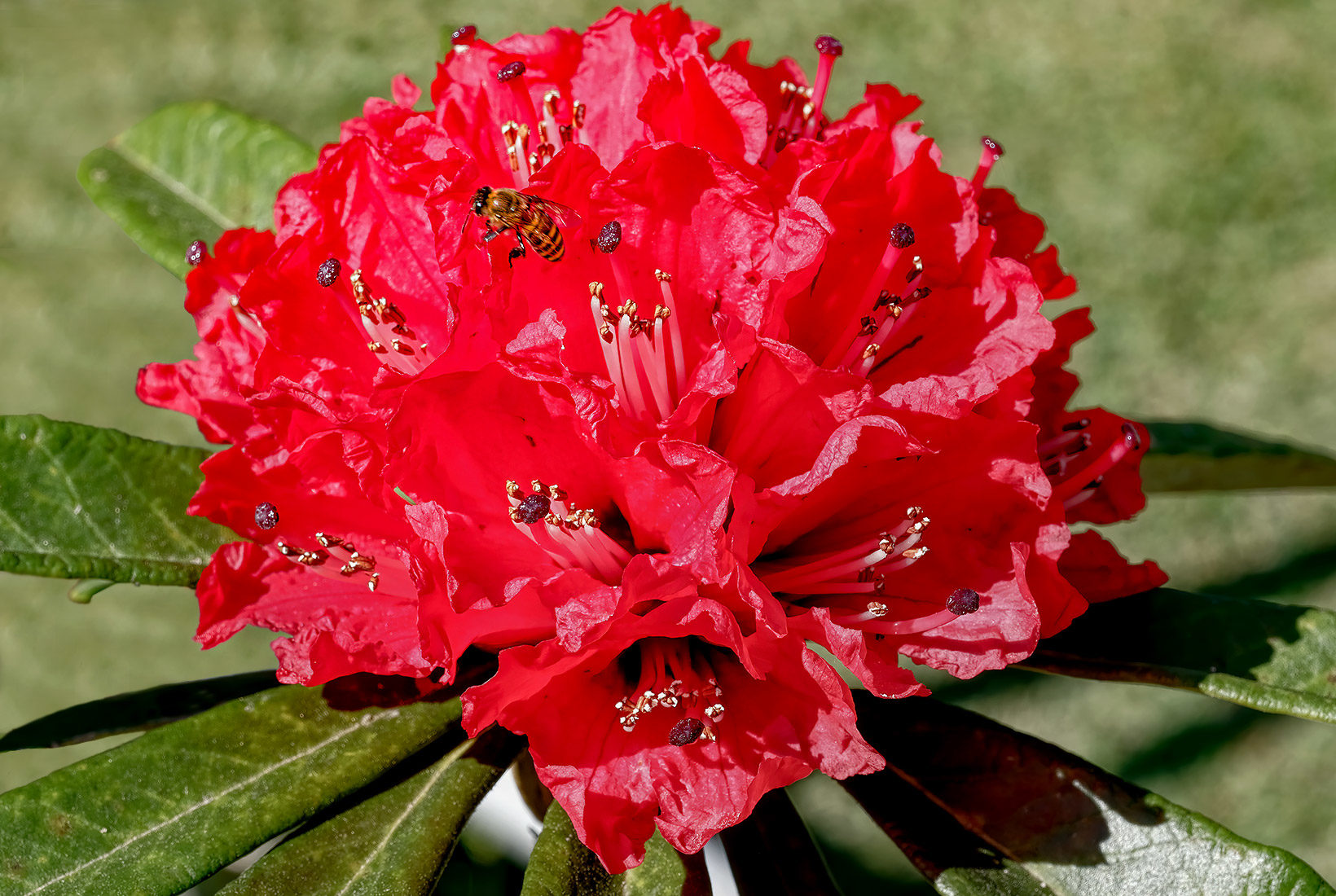 Honey bee hovers over pistils of a ruby red flower at Princess Sirindhorn Palace in Doi Inthanon National Park, Thailand