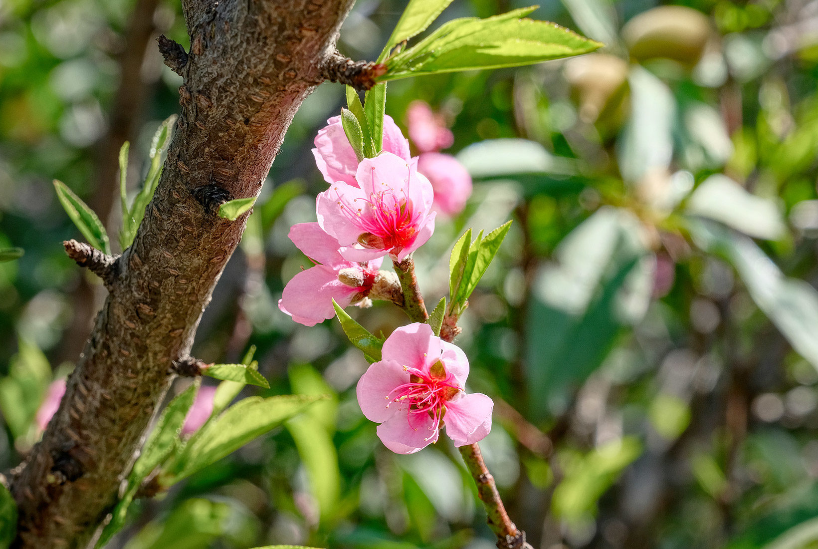 Close-up of Wild Himalayan Cherry Tree blossoms