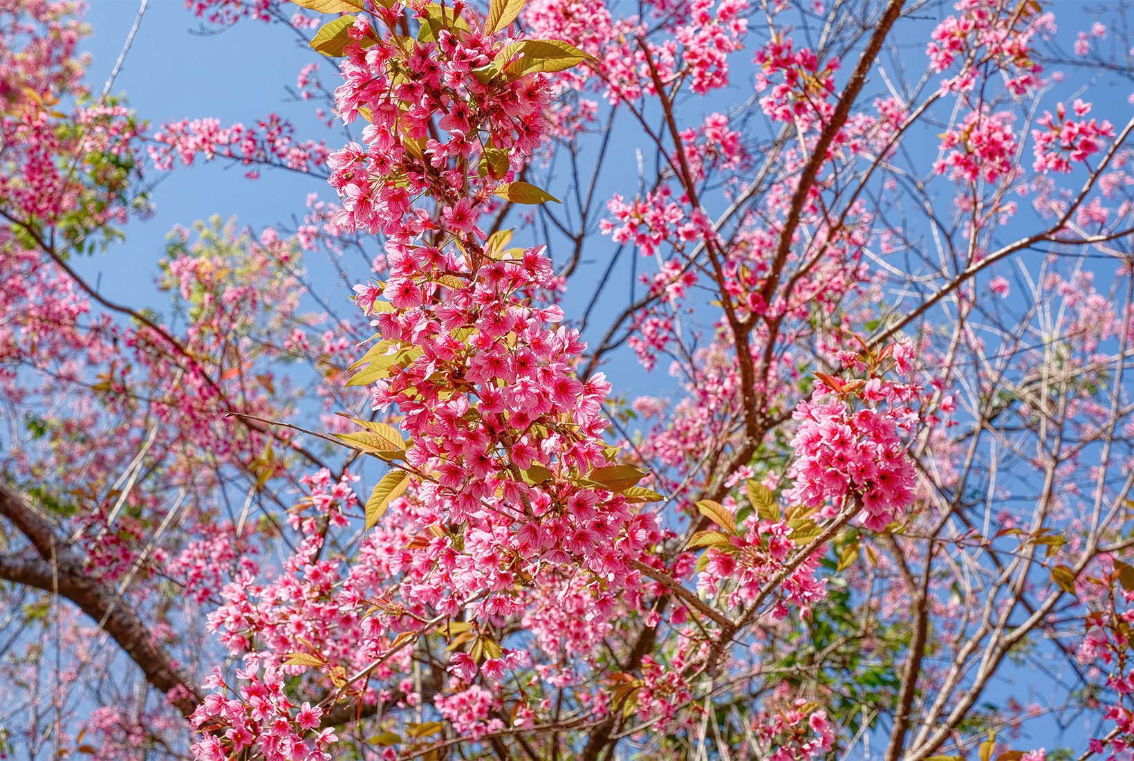 Branches of the Wild Himalayan Cherry trees are heavy with cherry tree blossoms in December and January
