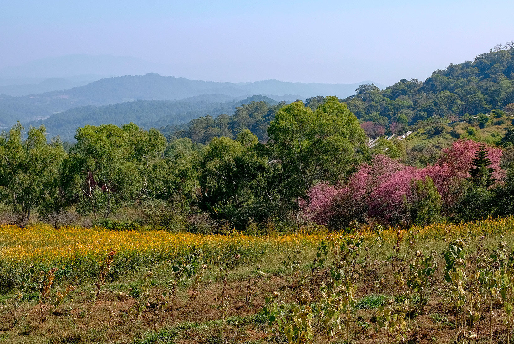 Drying sunflowers and fields of yellow flowers mingle with flowering cherry trees