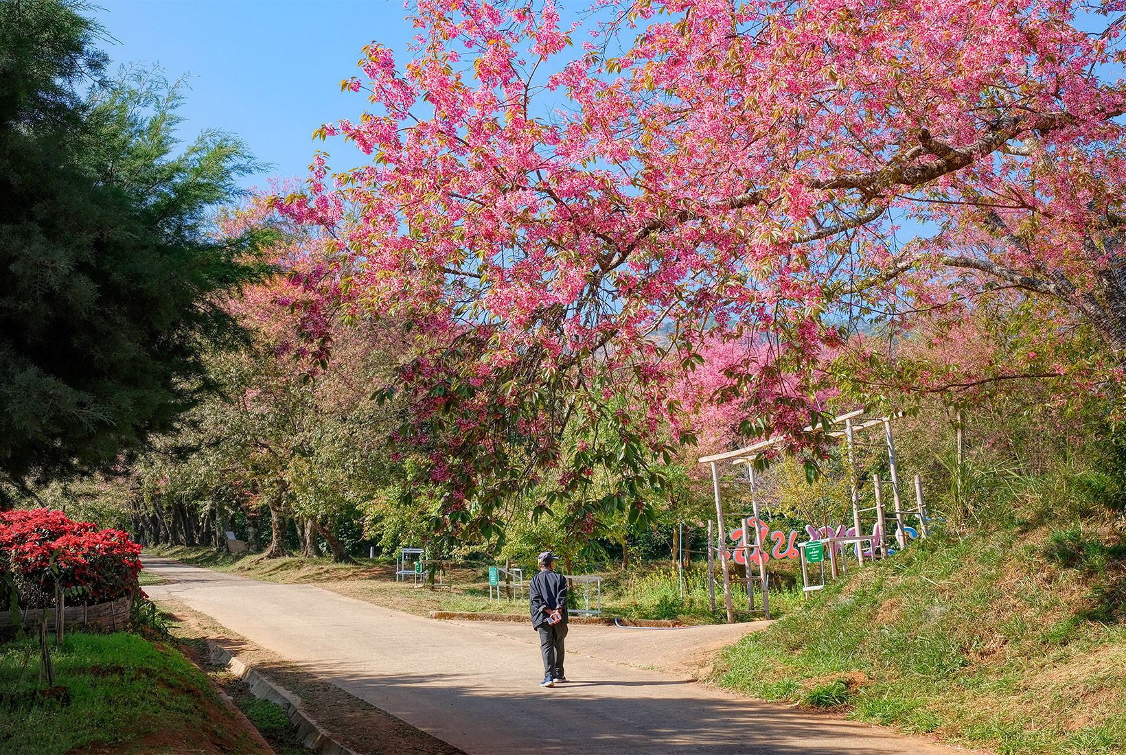 Cherry tree blossoms overhang the path at the Royal Agricultural Research Center