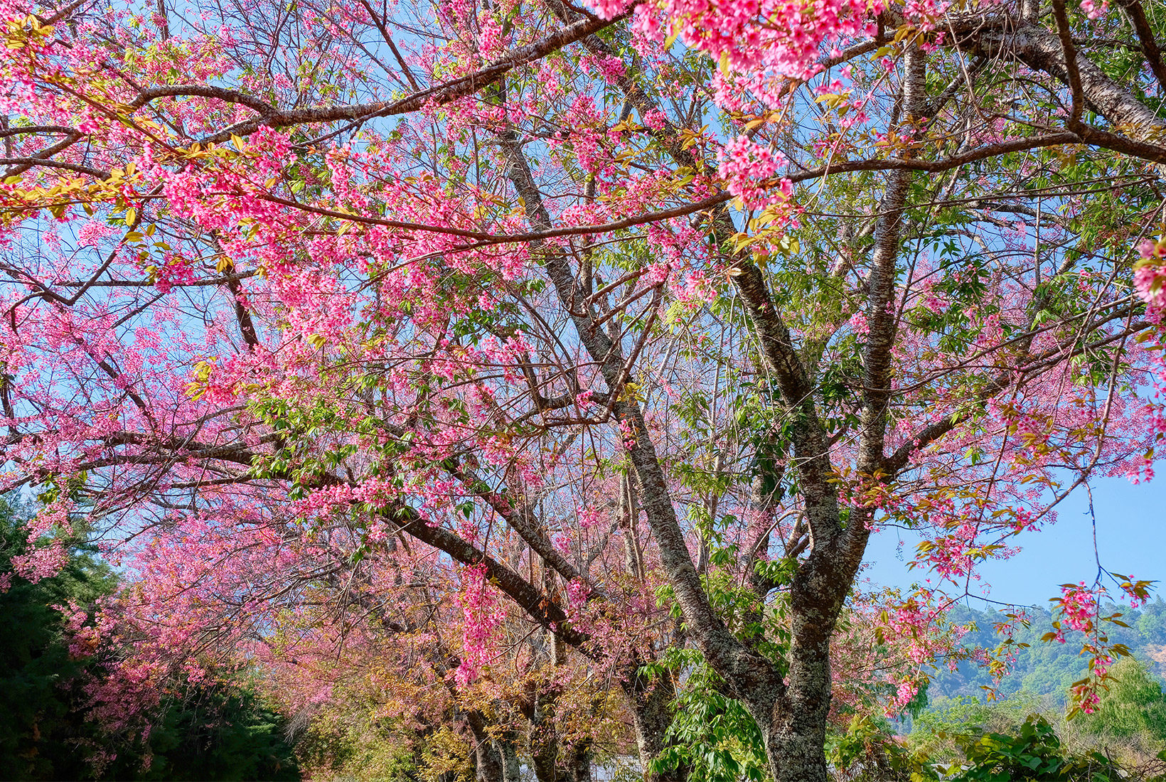 Crystal clear blue skies peek through Cherry tree blossoms