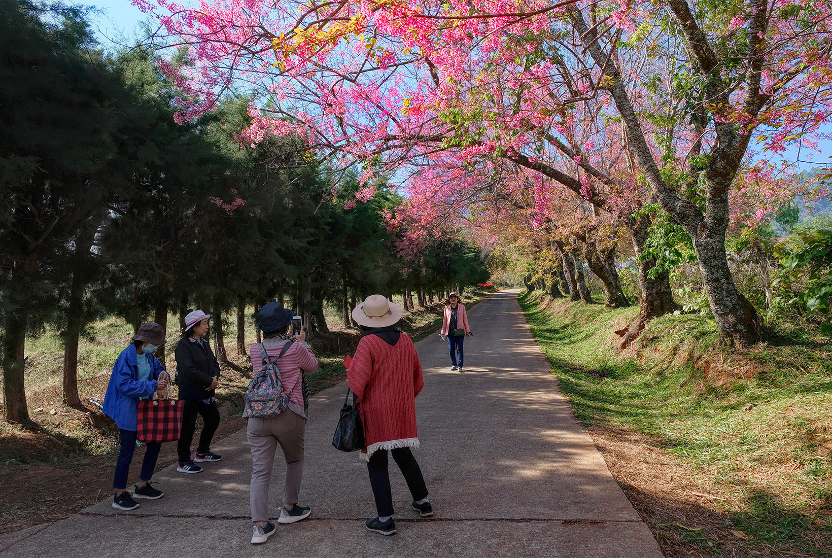 Pathway at the Royal Agricultural Research Center in Doi Inthanon National Park leads through the cherry tree blossoms