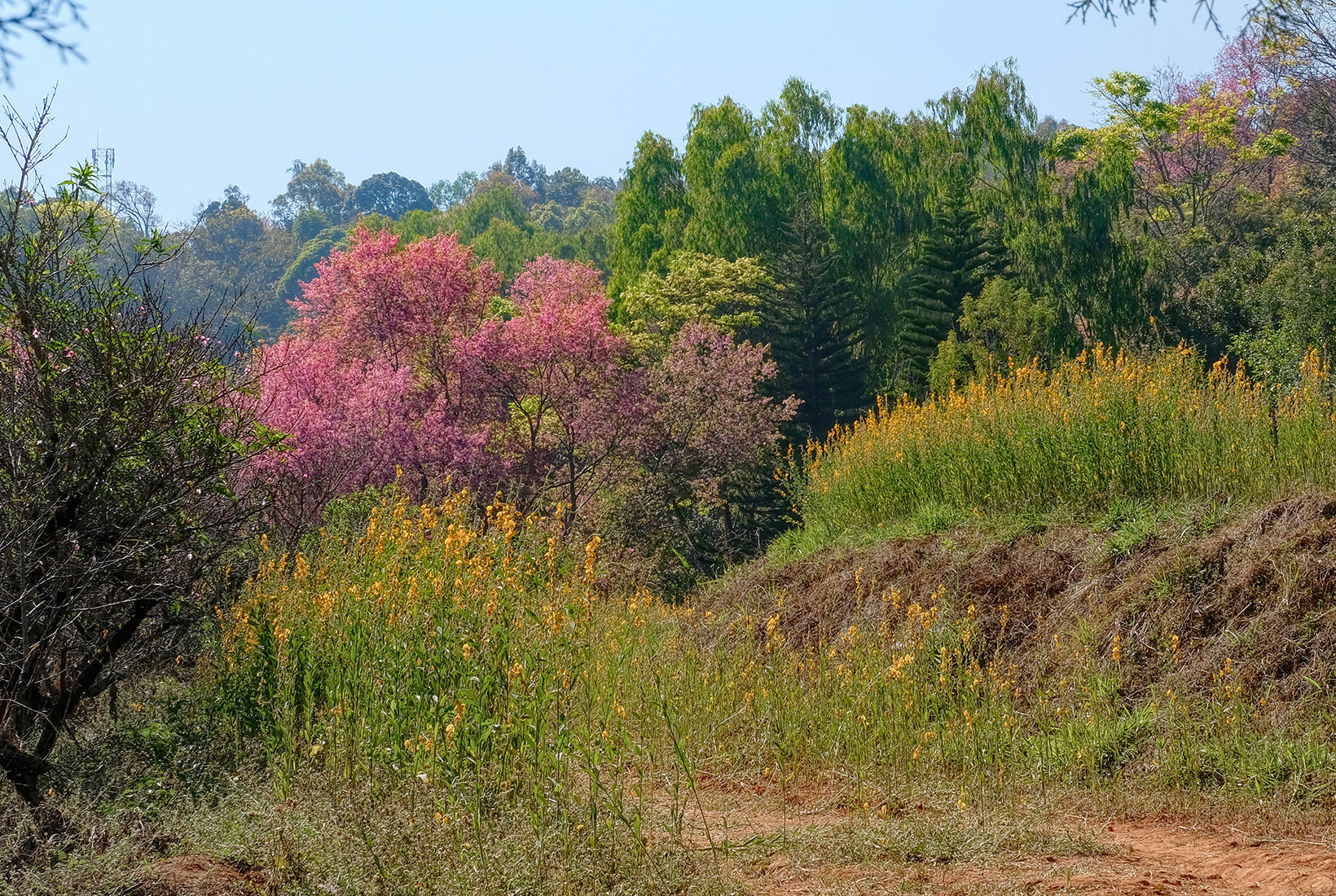 Pink is not the only color on display, other flowers bloom beneath the flowering cherry trees