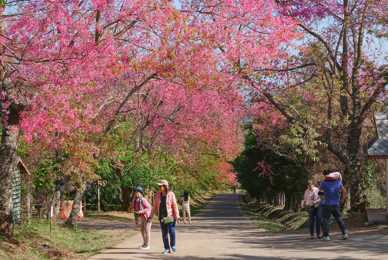 Strolling along a path beneath cherry tree blossoms at the Royal Agricultural Research Center