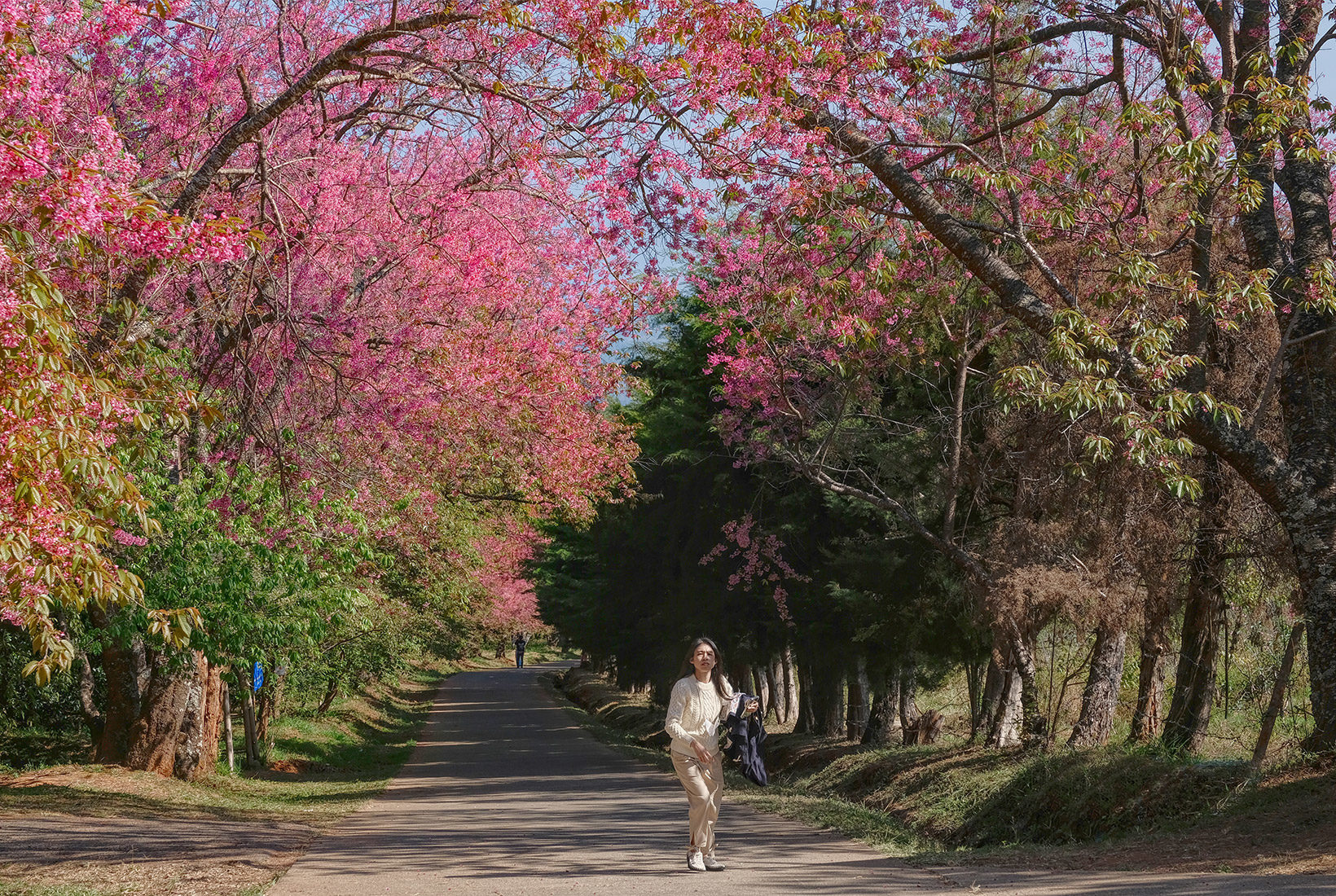 Boughs heavily laden with cherry tree blossoms create a natural arched cathedral