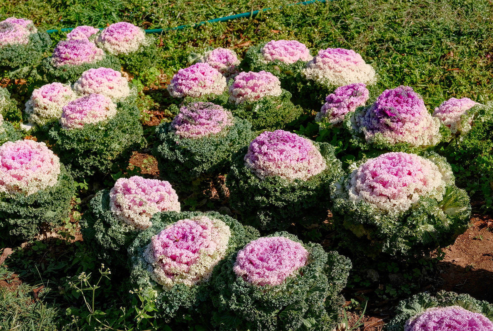 Ornamental Cabbage flowers at Royal Agricultural Reasearch Center at Doi Inthanon National Park, Thailand