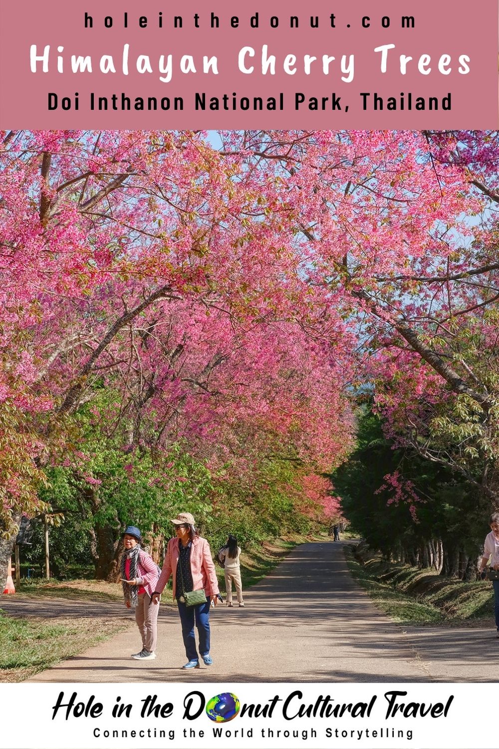 The Cherry Tree Blossoms of Thailand