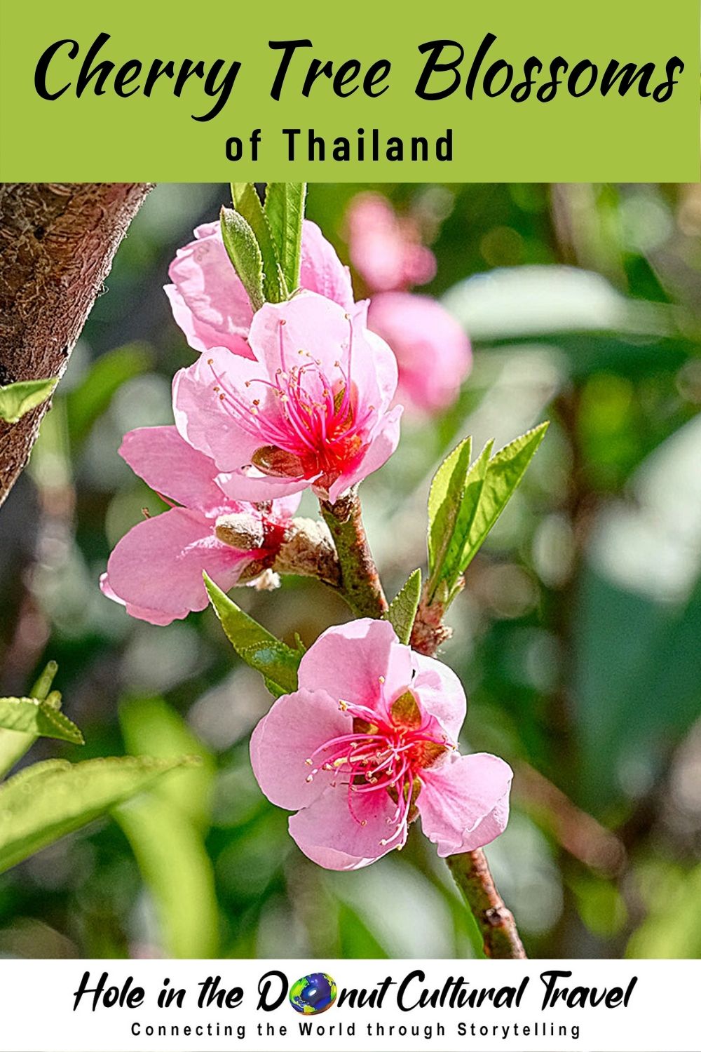 The Cherry Tree Blossoms of Thailand