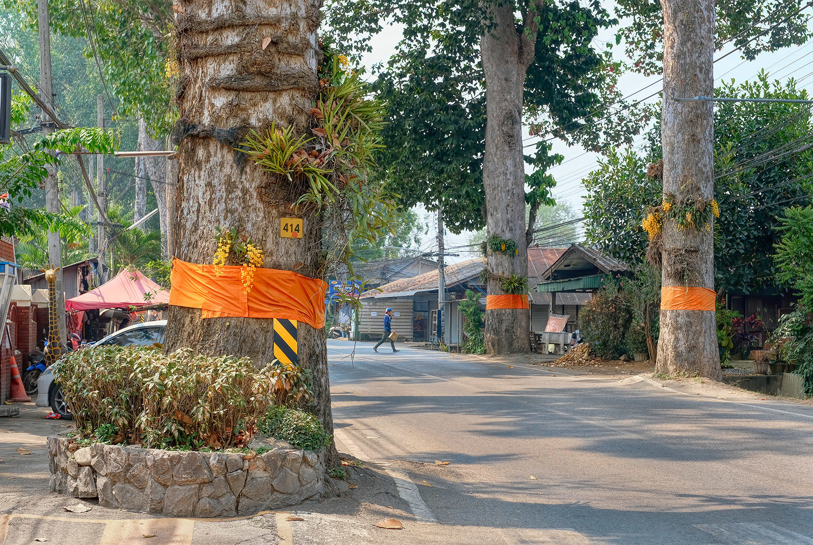 Dton Yaang Naa Trees along Chinag Mai-Lamphun Road have been ordained by wrapping them in saffron monk's robes, ensuring they will not be cut down