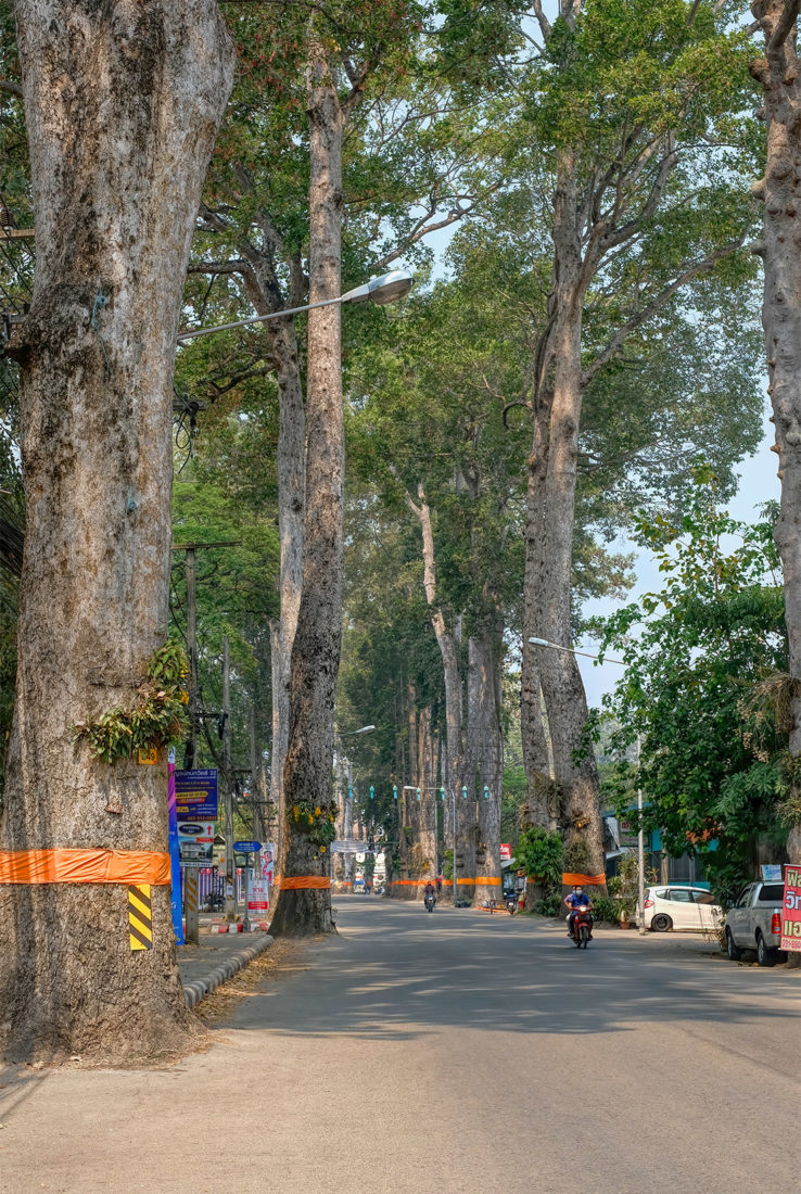 Twin rows of ordained Dton Yaang Naa trees along Chiang Mai-Lamphun Road
