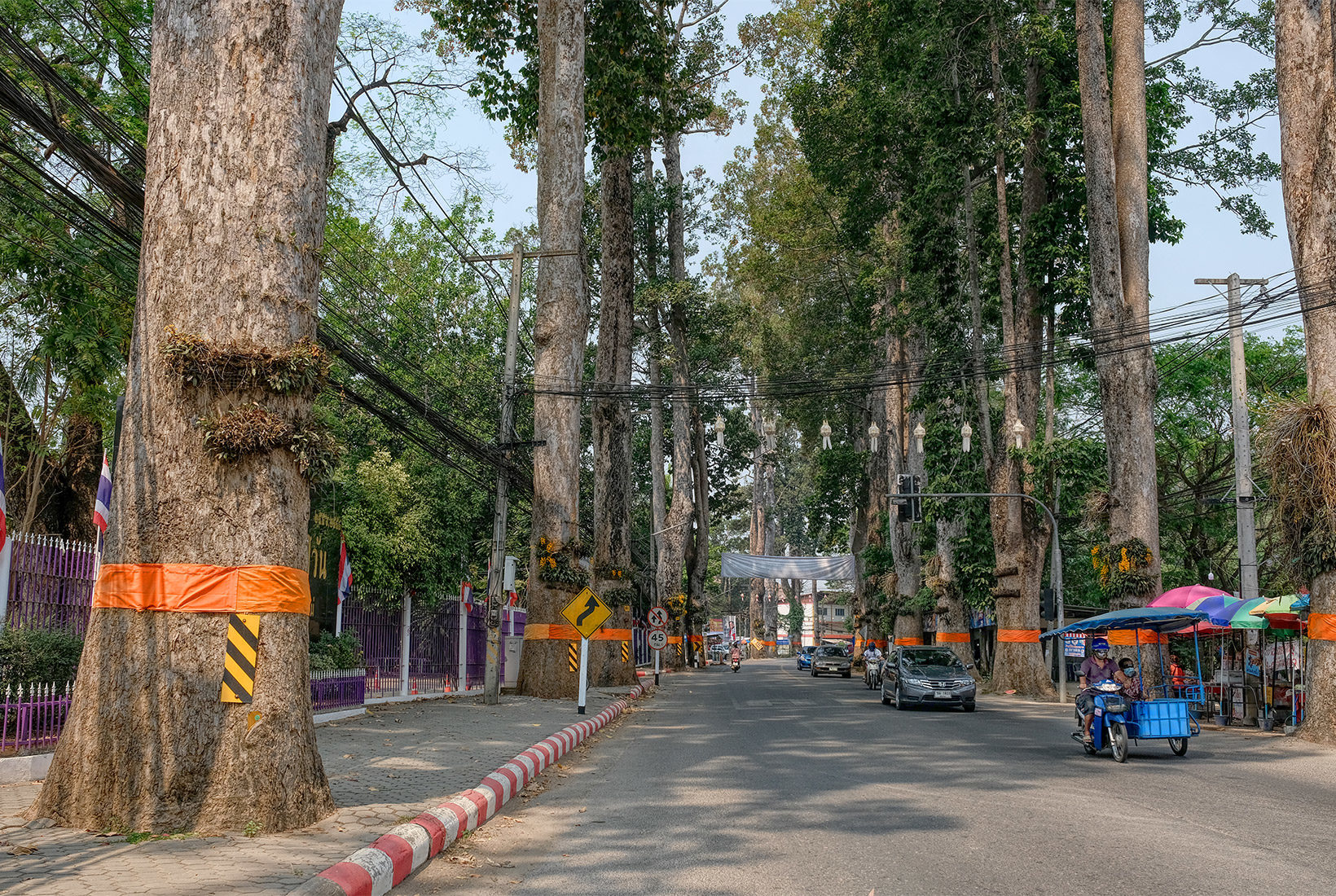 More Dton Yaang Naa spirit trees along Chiang Mai-Lamphun Road