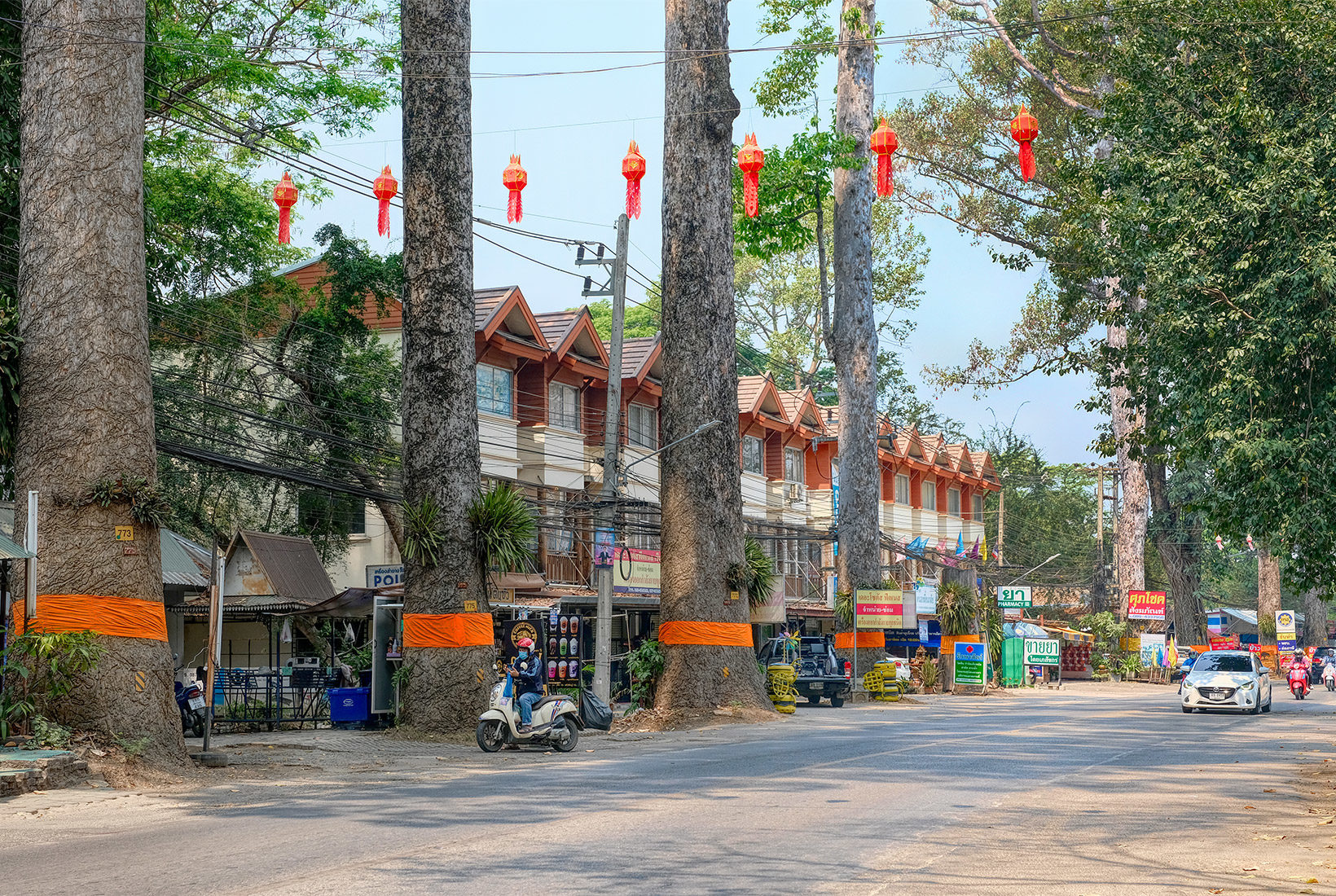 Everyday life goes on beneath the Dton Yaang Naa ordained trees