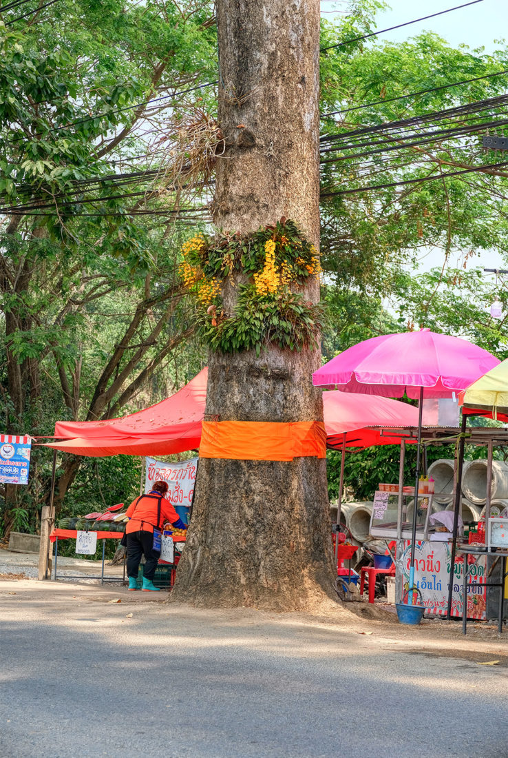 Many of the Dton Yaang Naa trees, such as this one, are adorned with orchid flower boxes. They burst forth in multi-colored blossoms every spring and summer