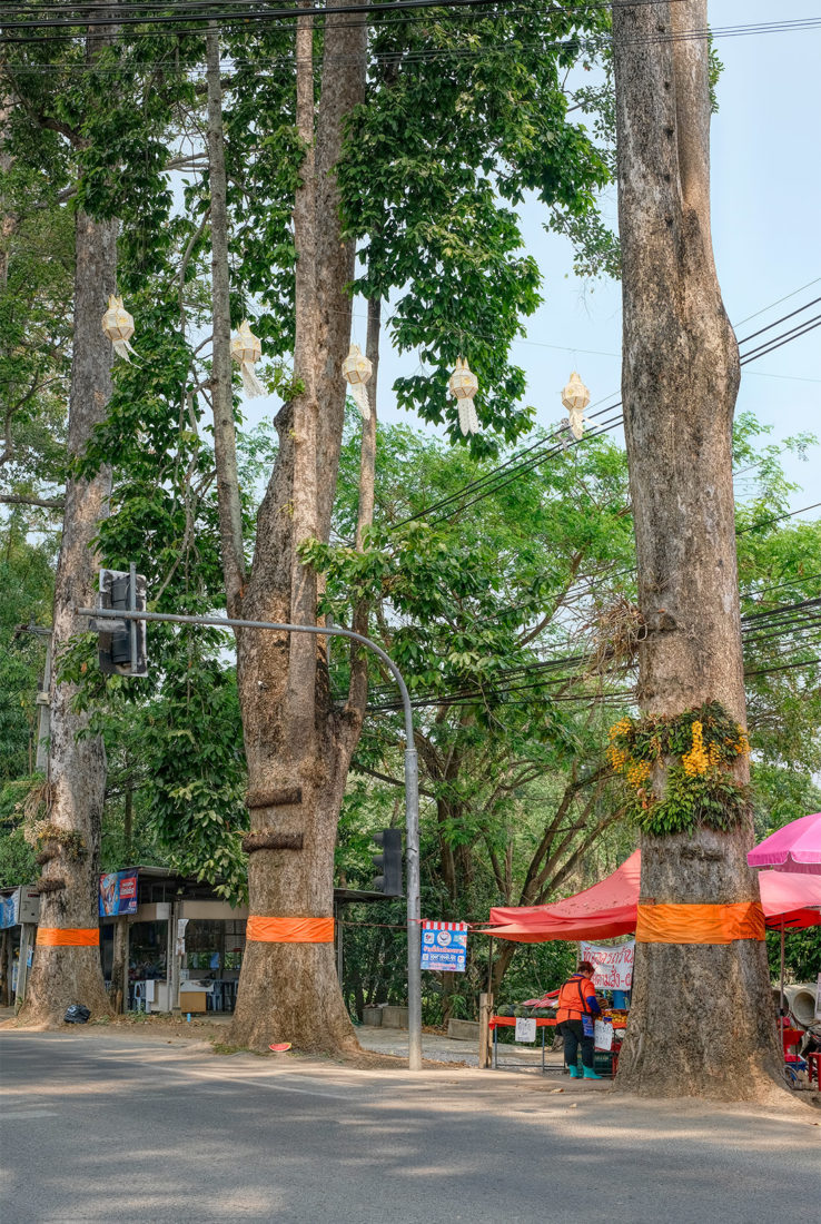 The Dton Yaang Naa odained trees march down the road like giant, silent sentinels