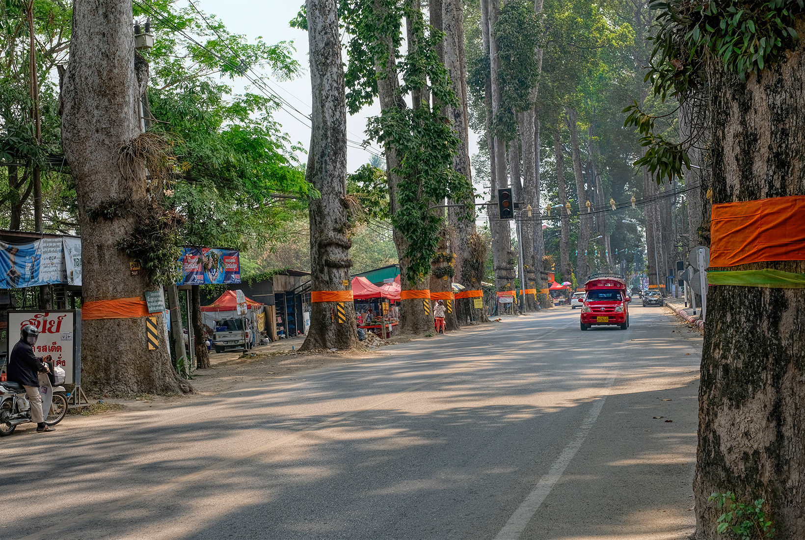 A solitary Songtheow (red passenger truck) passes by a stand of ordained Dton Yaang Naa trees