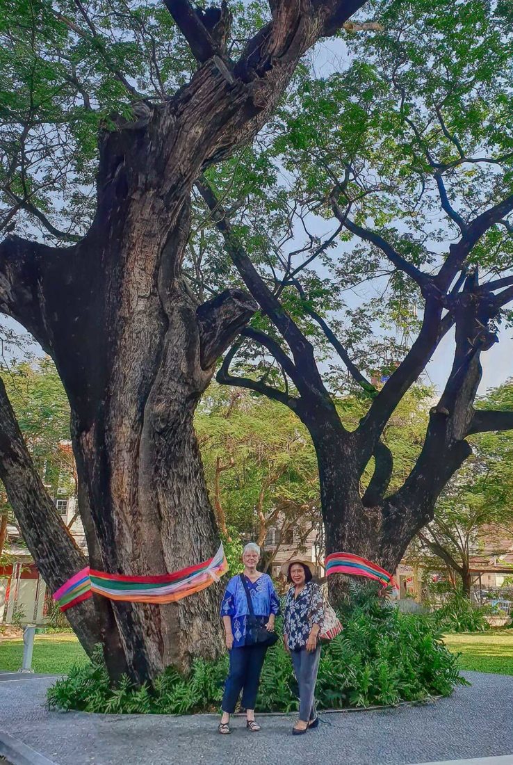 An immense old tree in the front courtyard of my condo building has been wrapped in colorful strips of fabric to protect it from being cut or becoming diseased