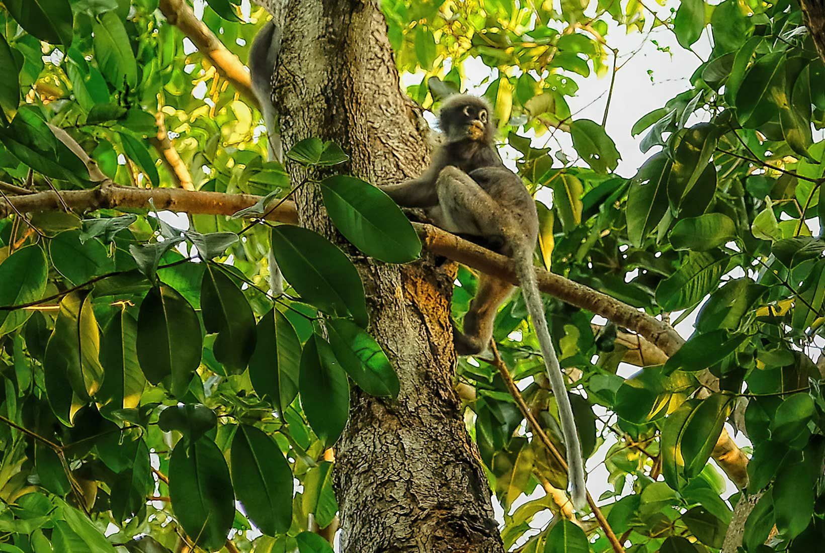 Spectacled Langurs (also known as Dusky Langurs) roam the treetops at Railay Beach