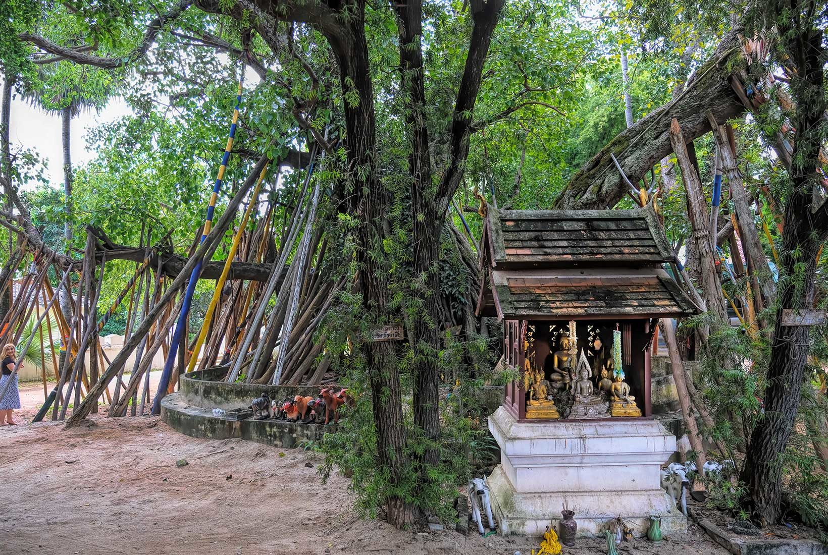 Dozens of bamboo support poles, donated by worshipers, support the limbs of this Bodhi Tree at Wat Phrathat Lampang Luang in Lampang, Thailand