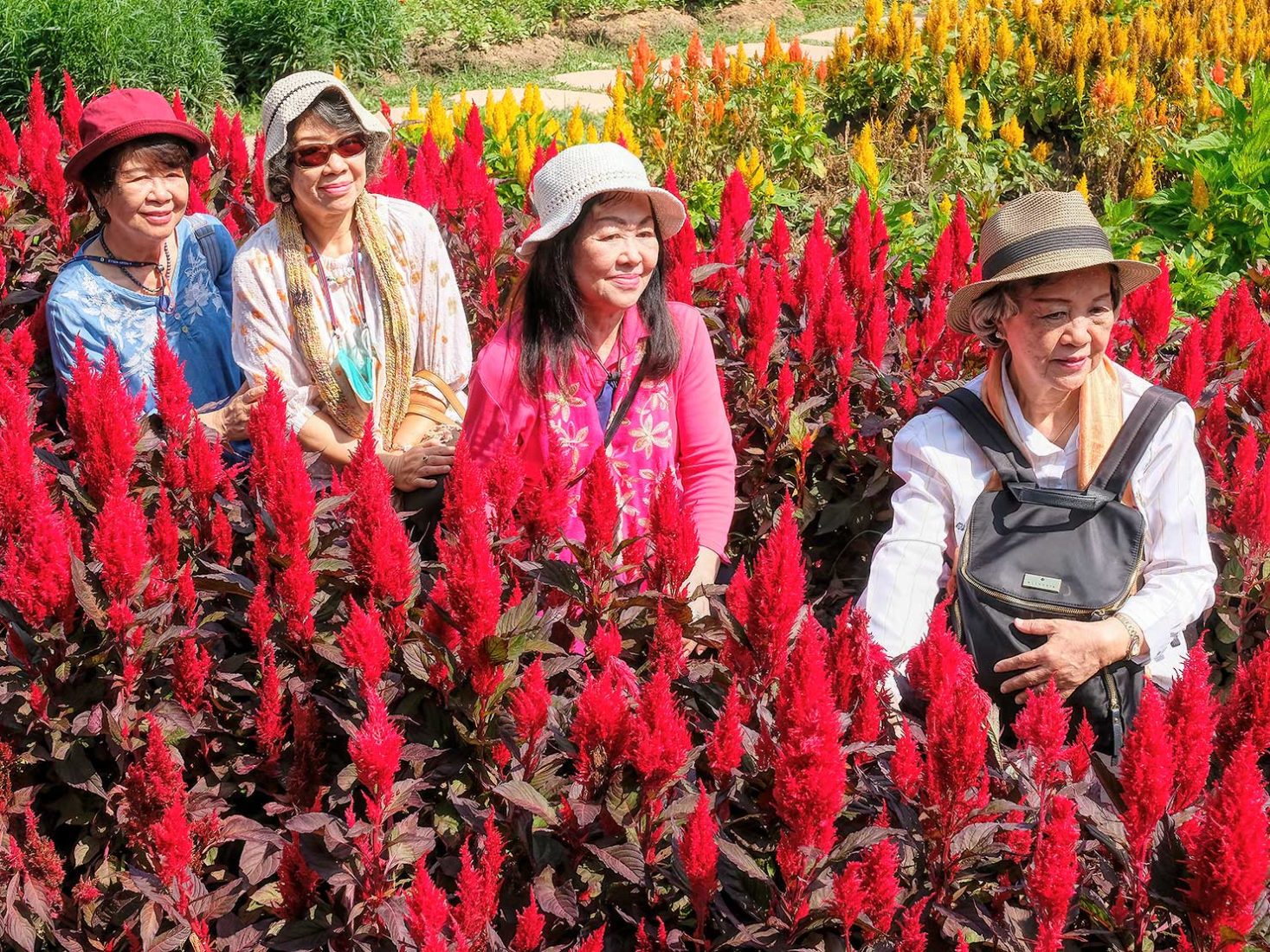 Four Thai beauties in a field of Cock's Combs