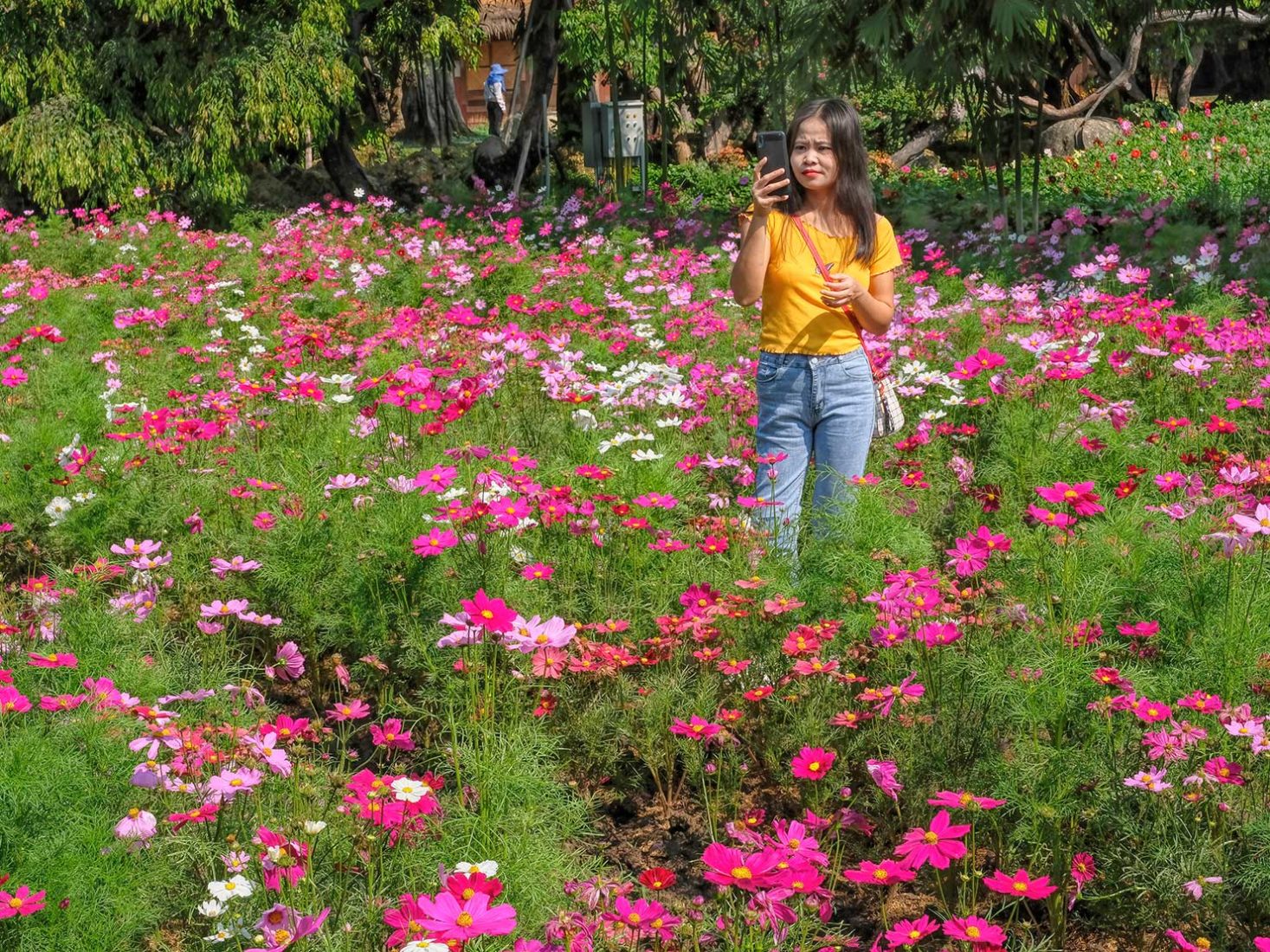 Field of hot pink Cosmos make for beautiful photos