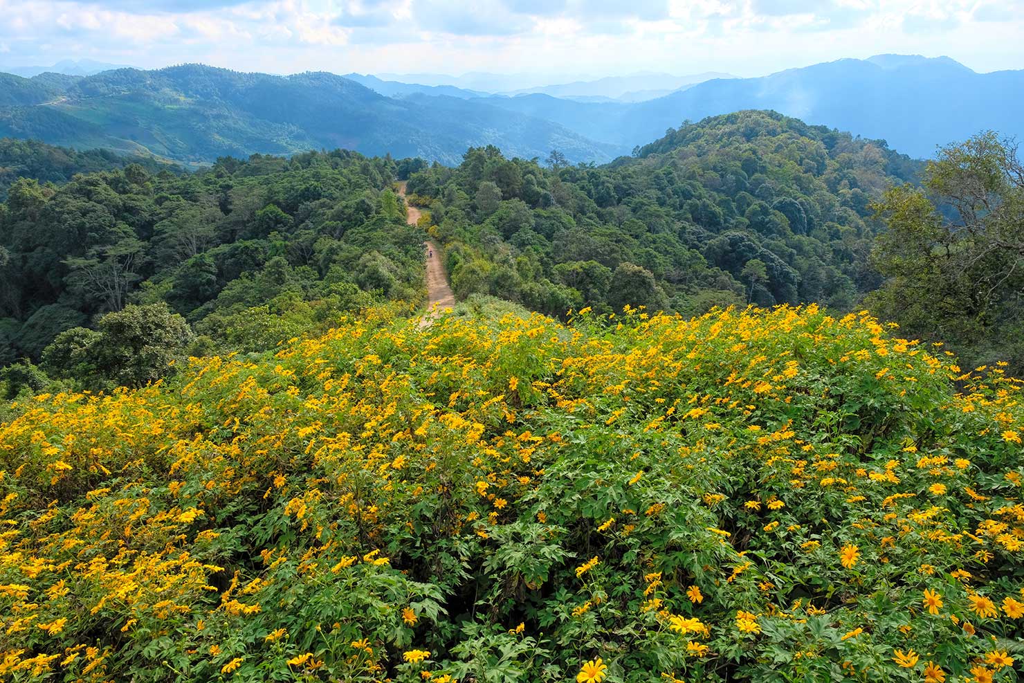 All roads lead to the sunflowers during the Bua Thong Flower Festival in Mae Hong Son Province