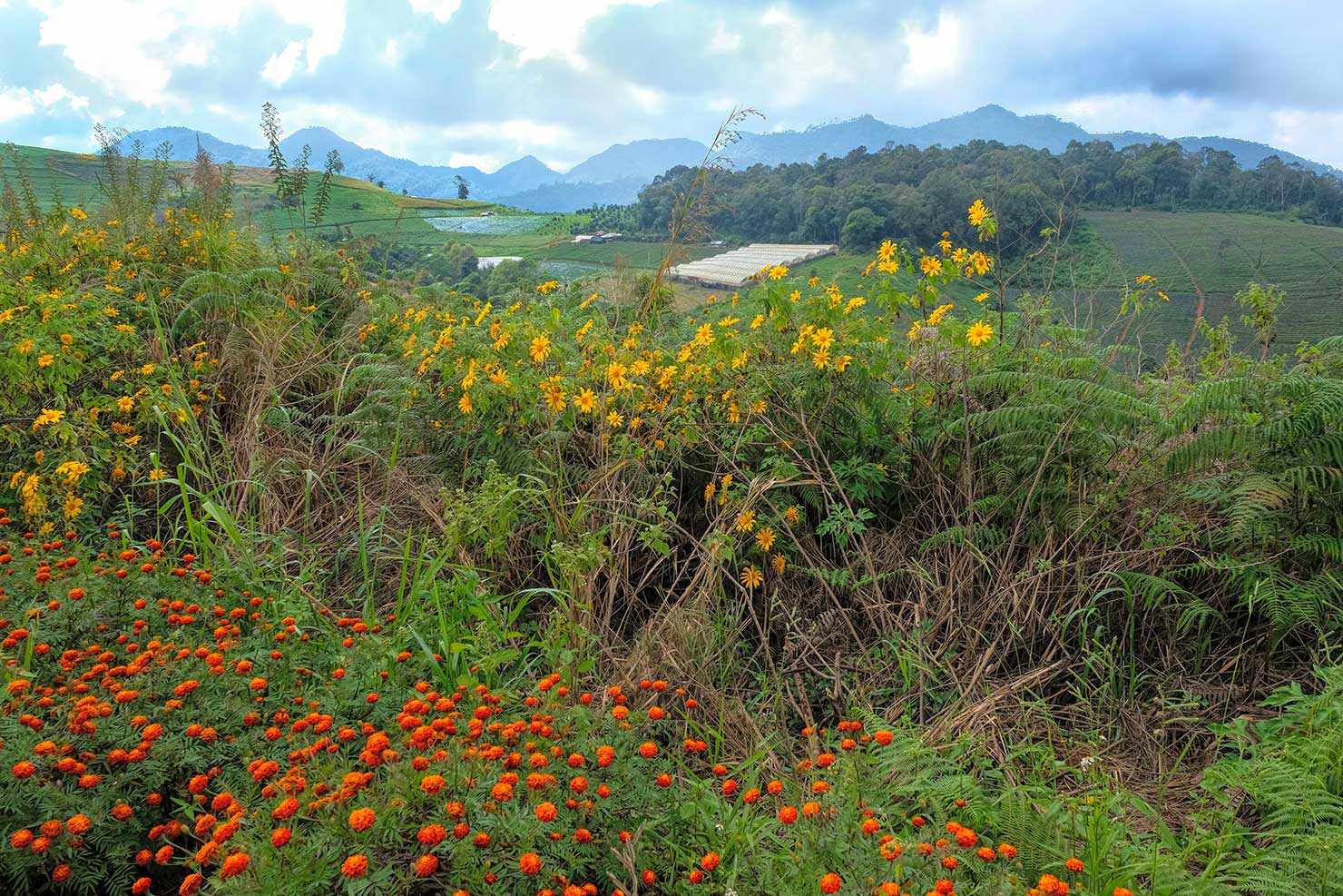 Marigolds and other wildflowers mingle with sunflowers on the shoulder of the road