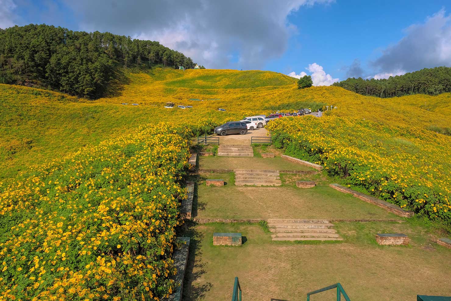 Mexican Sunflowers capet the hills during the Bua Thong Flower Festival in Khun Yuam, Thailand