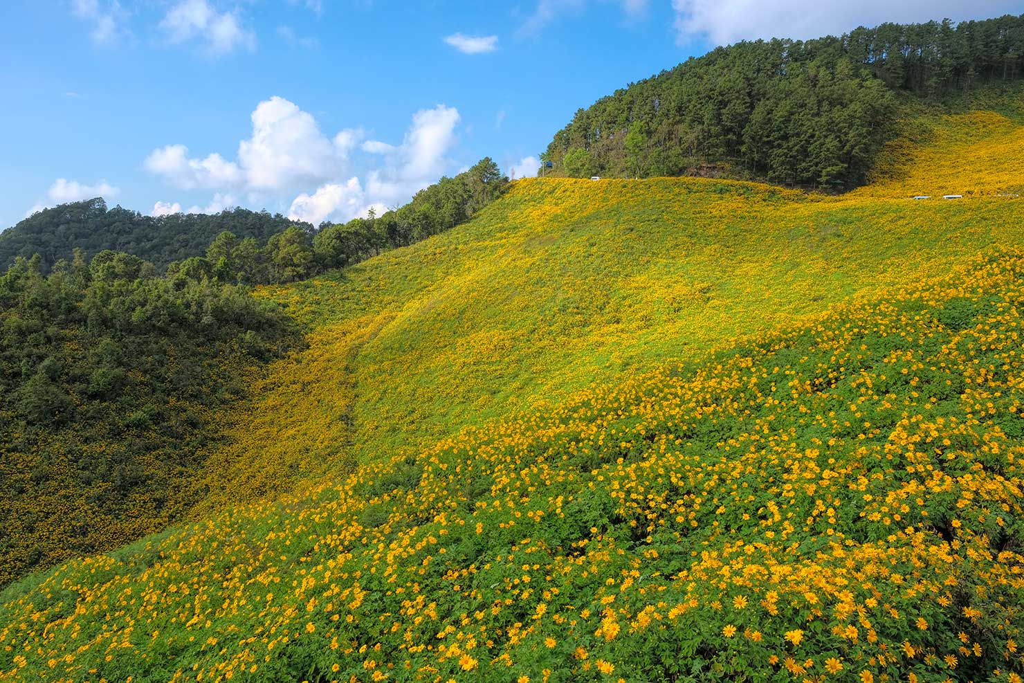 Left-hand view of the flower fields from the raised platform