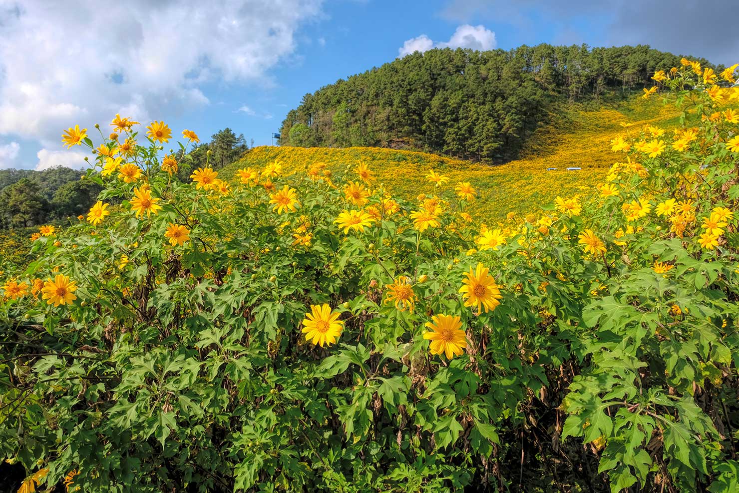 Mexican Sunflowers bloom during the Bua Thong Flower Festival in Mae Hong Son Province Thailand