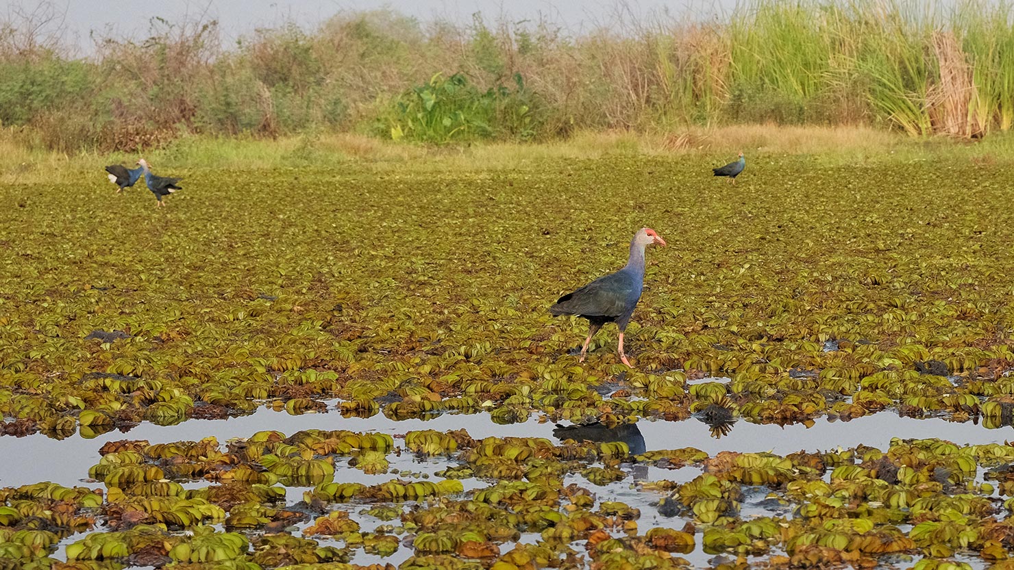 Gray-headed Swamphens walk on top of the vegetation that covers much of the lake